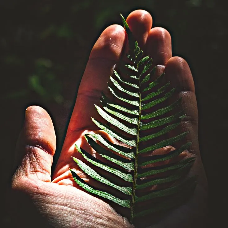 Hands tending to garden plants